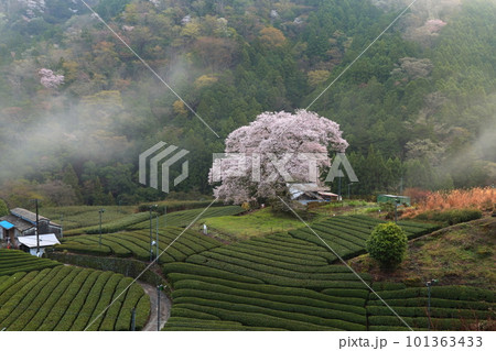 牛代の水目桜 静岡県 牛代の水目桜 静岡県 101363433