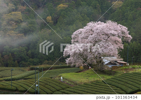 牛代の水目桜 静岡県 牛代の水目桜 静岡県 101363434