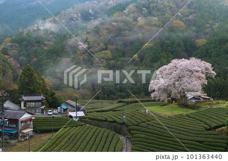 牛代の水目桜 静岡県 牛代の水目桜 静岡県 101363440