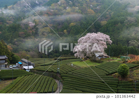 牛代の水目桜　　静岡県 101363442