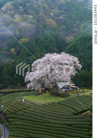 牛代の水目桜　　静岡県 101363443