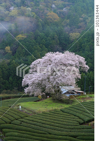 牛代の水目桜　　静岡県 101363444