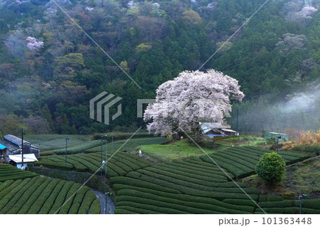 牛代の水目桜 静岡県 牛代の水目桜 静岡県 101363448