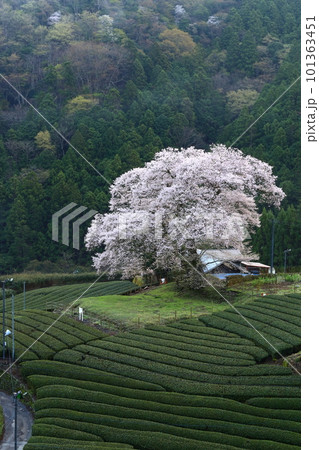 牛代の水目桜 静岡県 牛代の水目桜 静岡県 101363451