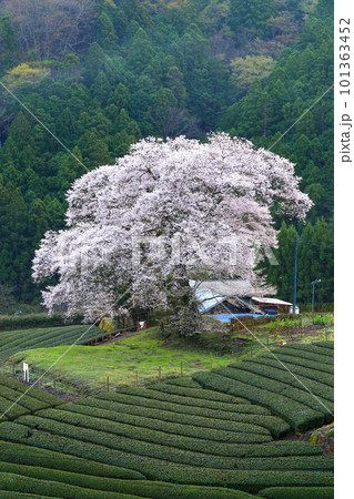 牛代の水目桜　　静岡県 101363452