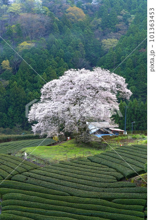 牛代の水目桜 静岡県 牛代の水目桜 静岡県 101363453