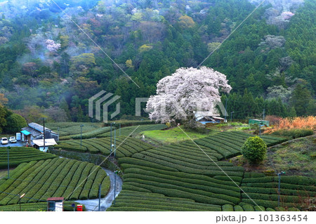 牛代の水目桜　　静岡県 101363454