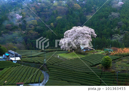 牛代の水目桜 静岡県 牛代の水目桜 静岡県 101363455