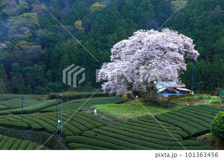 牛代の水目桜 静岡県 牛代の水目桜 静岡県 101363456