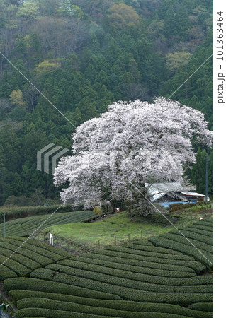 牛代の水目桜　　静岡県 101363464