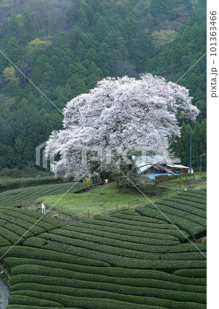 牛代の水目桜　　静岡県 101363466