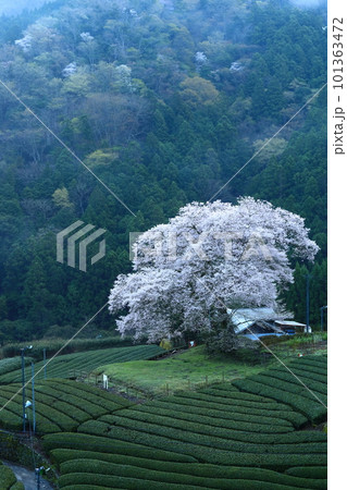 牛代の水目桜　　静岡県 101363472