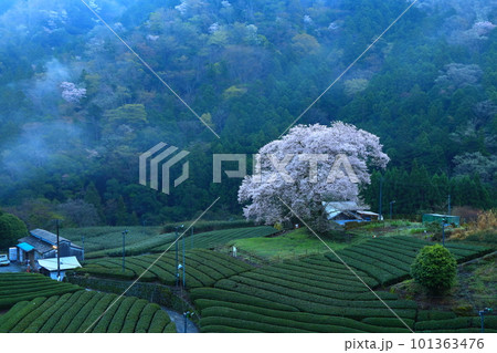 牛代の水目桜 静岡県 牛代の水目桜 静岡県 101363476