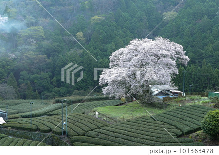 牛代の水目桜 静岡県 牛代の水目桜 静岡県 101363478