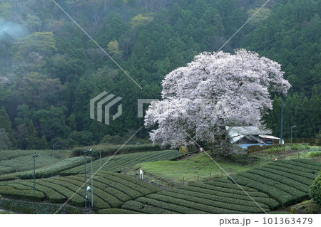 牛代の水目桜 静岡県 牛代の水目桜 静岡県 101363479