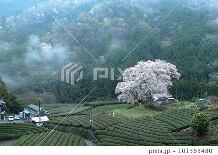 牛代の水目桜　　静岡県 101363480