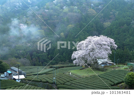 牛代の水目桜 静岡県 牛代の水目桜 静岡県 101363481