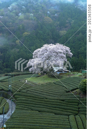 牛代の水目桜 静岡県 牛代の水目桜 静岡県 101363508