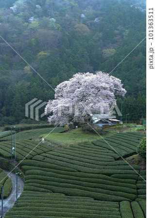 牛代の水目桜　　静岡県 101363511