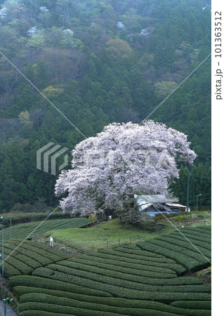 牛代の水目桜 静岡県 牛代の水目桜 静岡県 101363512