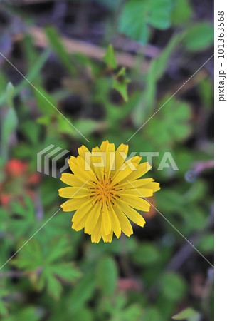 そこらへんのたんぽぽ似の草、大地縛り(おおじしばり)2 そこらへんのたんぽぽ似の草、大地縛り(おおじしばり)2 101363568