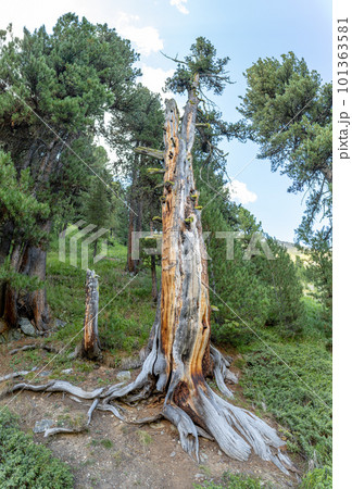 Dry stone pine plant Dry stone pine plant 101363581