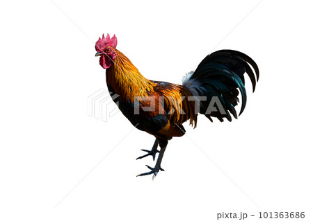 Black rooster or chicken. Rooster di cut isolated on white background. Black rooster or chicken. Rooster di cut isolated on white background. 101363686