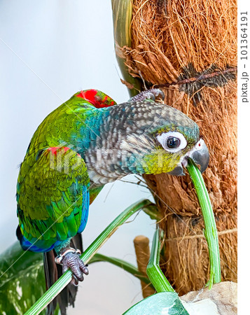 Crimson bellied conure parrot in the white background Crimson bellied conure parrot in the white background 101364191