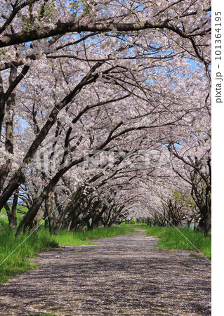 満開の桜並木（縦構図）の写真素材 [101364195] - PIXTA
