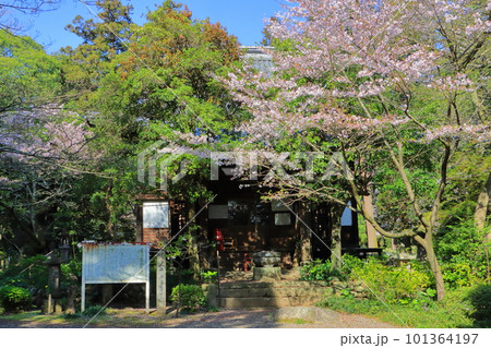 春の豊後国分寺跡 春の豊後国分寺跡 101364197