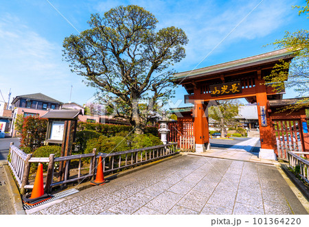日本の横浜都市景観 東急電鉄 妙蓮寺駅前の妙蓮寺などを望む 日本の横浜都市景観 東急電鉄 妙蓮寺駅前の妙蓮寺などを望む 101364220