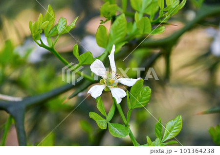 白いカラタチの花 白いカラタチの花 101364238