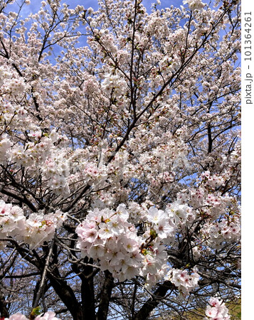 満開に咲き誇る桜 満開に咲き誇る桜 101364261