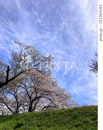 青空に映える満開の枝垂桜と土手 青空に映える満開の枝垂桜と土手 101364262