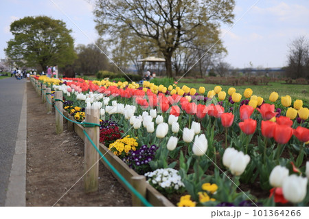 チューリップのある公園 チューリップのある公園 101364266