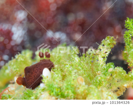 ハラックサウミウシ 101364326