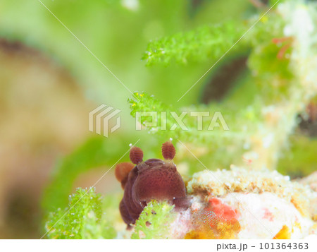 ハラックサウミウシ ハラックサウミウシ 101364363