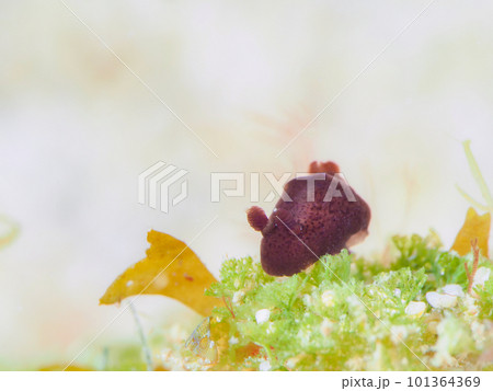 ハラックサウミウシ ハラックサウミウシ 101364369