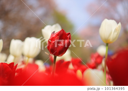 赤いチューリップ 赤いチューリップ 101364395