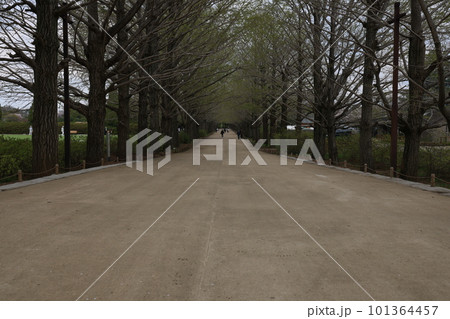 冬の晴れた日の公園 冬の晴れた日の公園 101364457