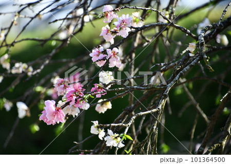 源平枝垂れ桃 101364500