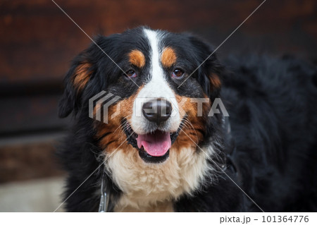 Portrait of adorable  bernese mountain dog by wooden wall 101364776