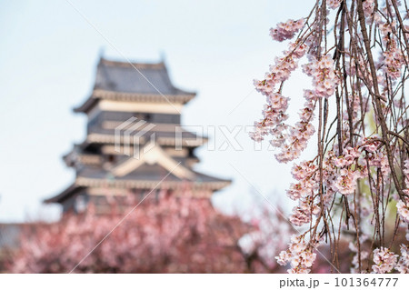 Pink cherrry blossom or sakura floralwith blur Matsumoto castle Pink cherrry blossom or sakura floralwith blur Matsumoto castle 101364777