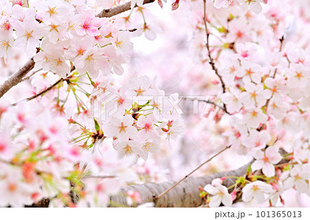 春の風景　満開に咲き誇る桜 101365013