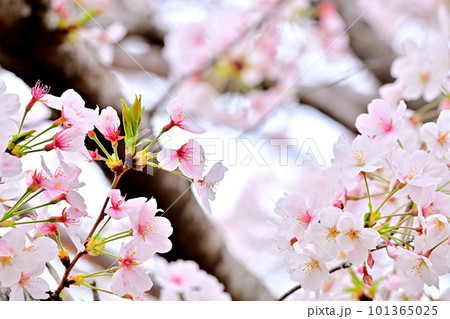 春の風景　満開に咲き誇る桜 101365025