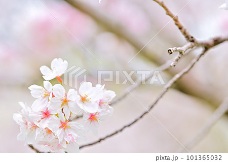 春の風景　満開に咲き誇る桜 101365032