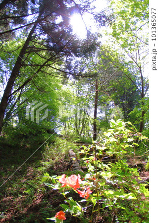 《兵庫県》北神戸森林植物園にて初夏の新緑と木漏れ日 101365077