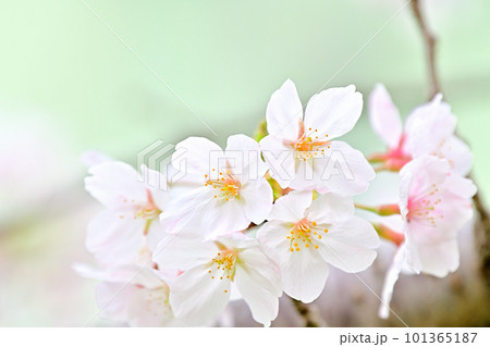 春の風景　満開に咲き誇る桜 101365187