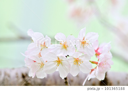 春の風景 満開に咲き誇る桜 春の風景 満開に咲き誇る桜 101365188