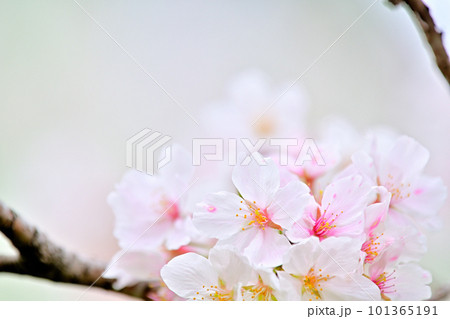 春の風景　満開に咲き誇る桜 101365191